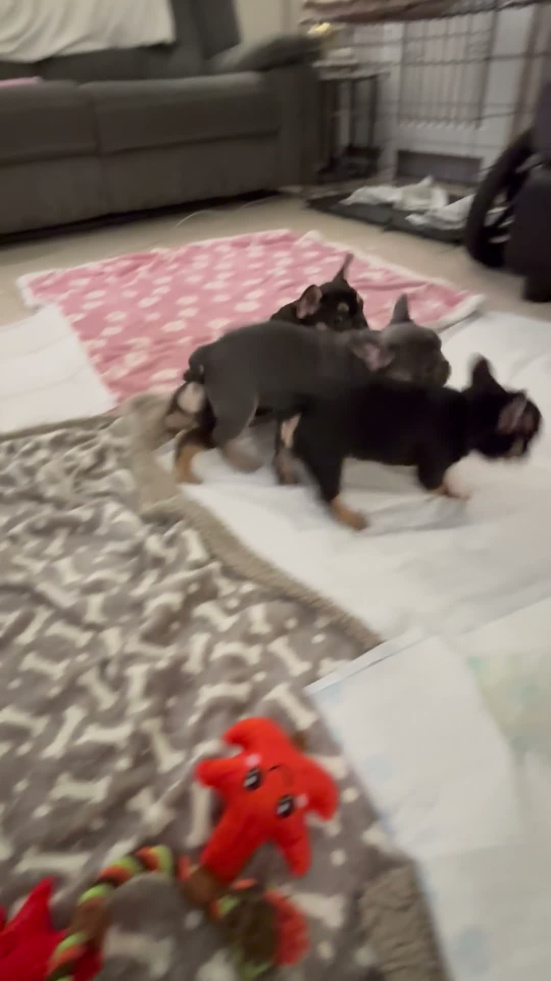 French Bulldog dogs for sale: Beautiful frenchie pups ready now  - Video 1