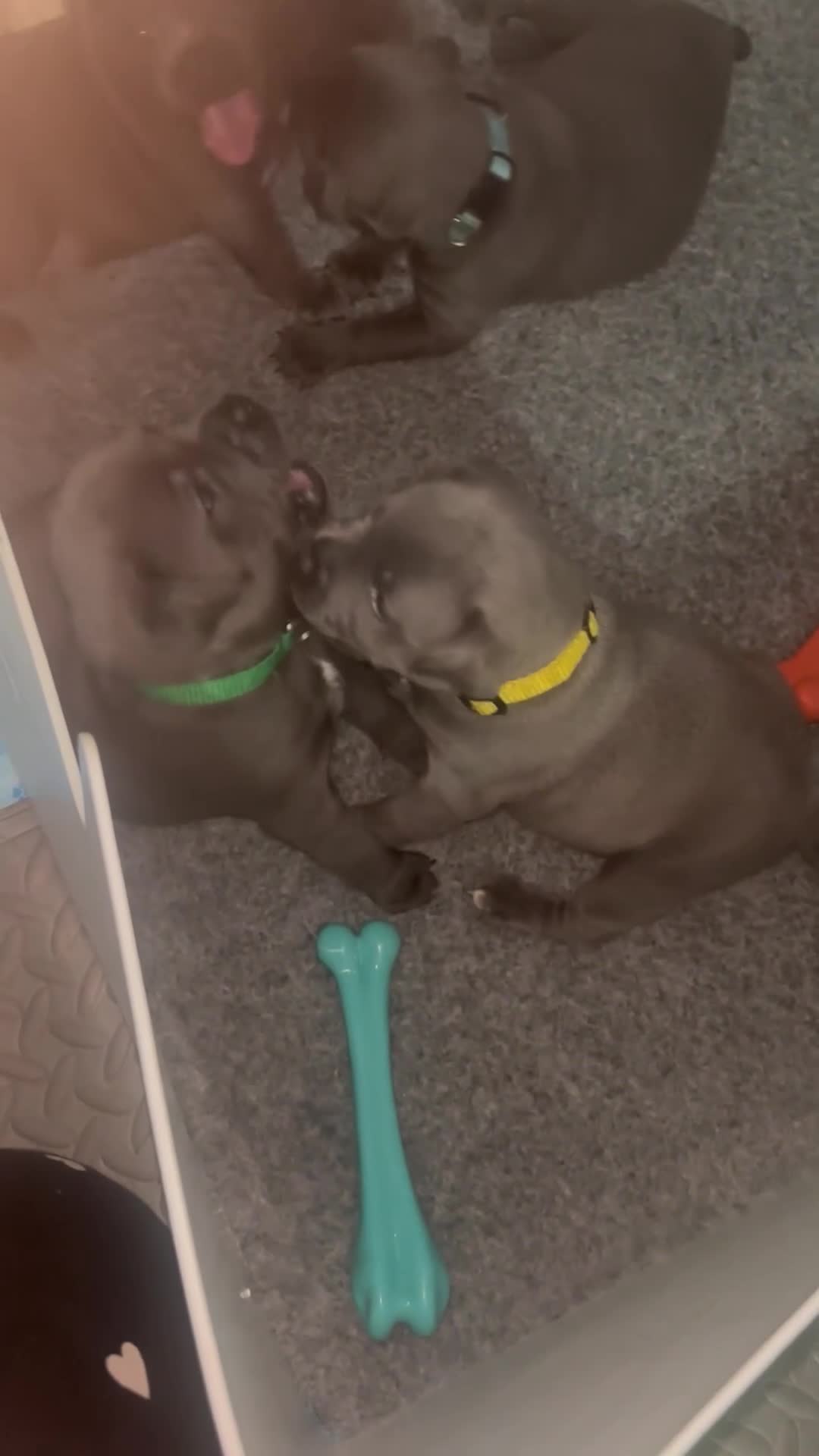 Staffordshire Bull Terrier dogs for sale: Piro daughter & Pharon (Bullscaff) pups for sale - Video 1