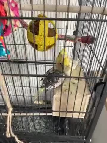 Cockatiels birds for sale: Cocktails for sale - Video 1