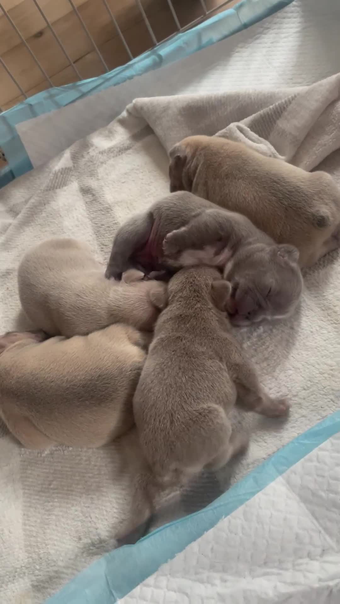 French Bulldog dogs for sale: French bulldog puppies  - Video 2