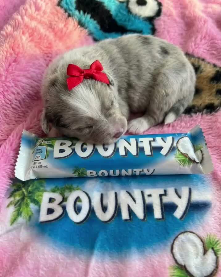 Pomeranian dogs for sale: ✨🐾Mini Pom Stars🏆🐶🐾✨ - Video 2