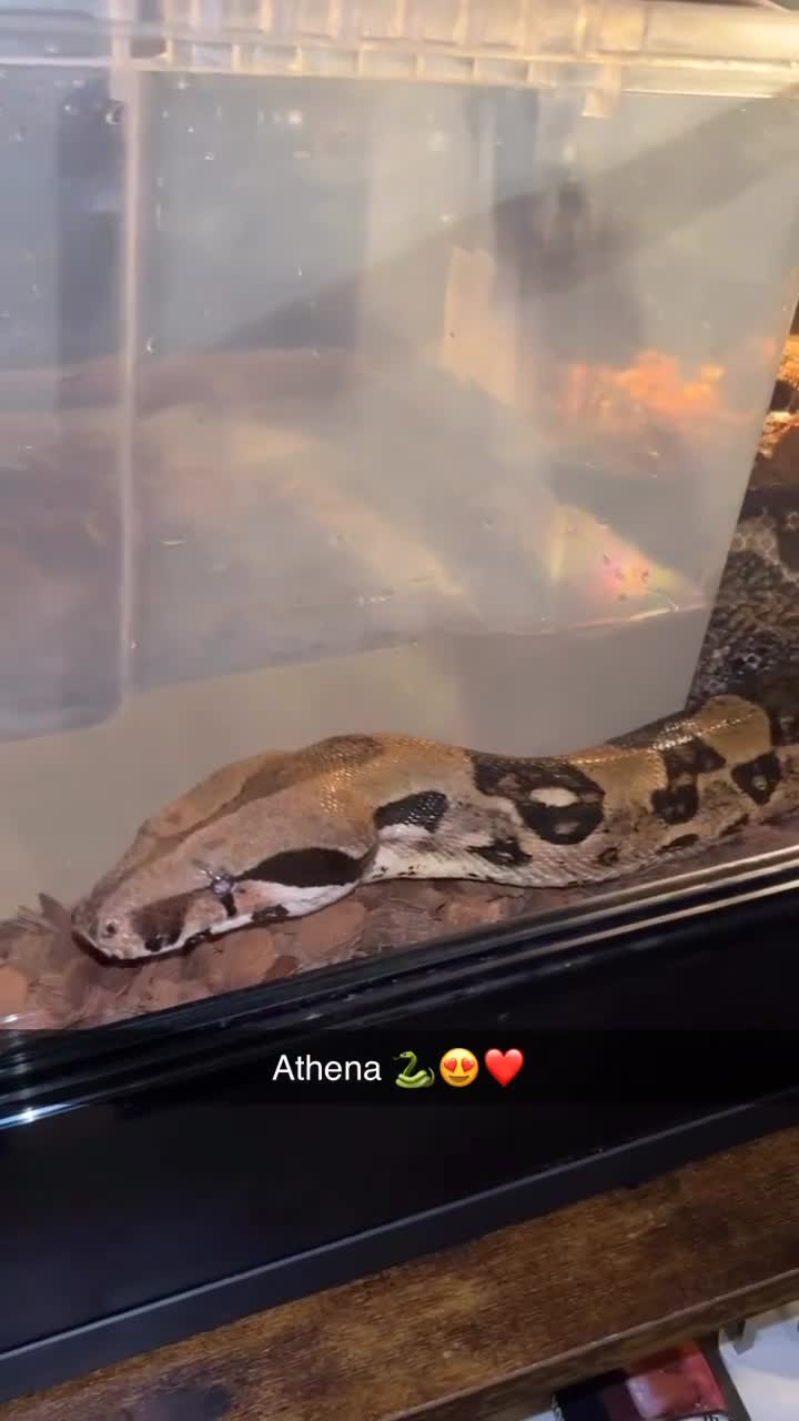 Boa Snake reptiles for sale: Boa snake in Nantwich - Video 1