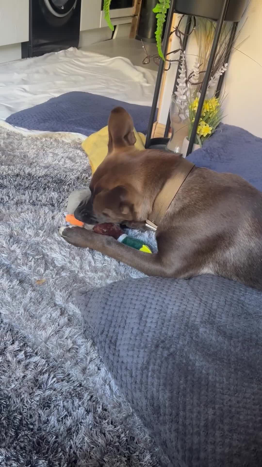 Mixed Breed dogs for sale: Cane Corso Cross  - Video 1