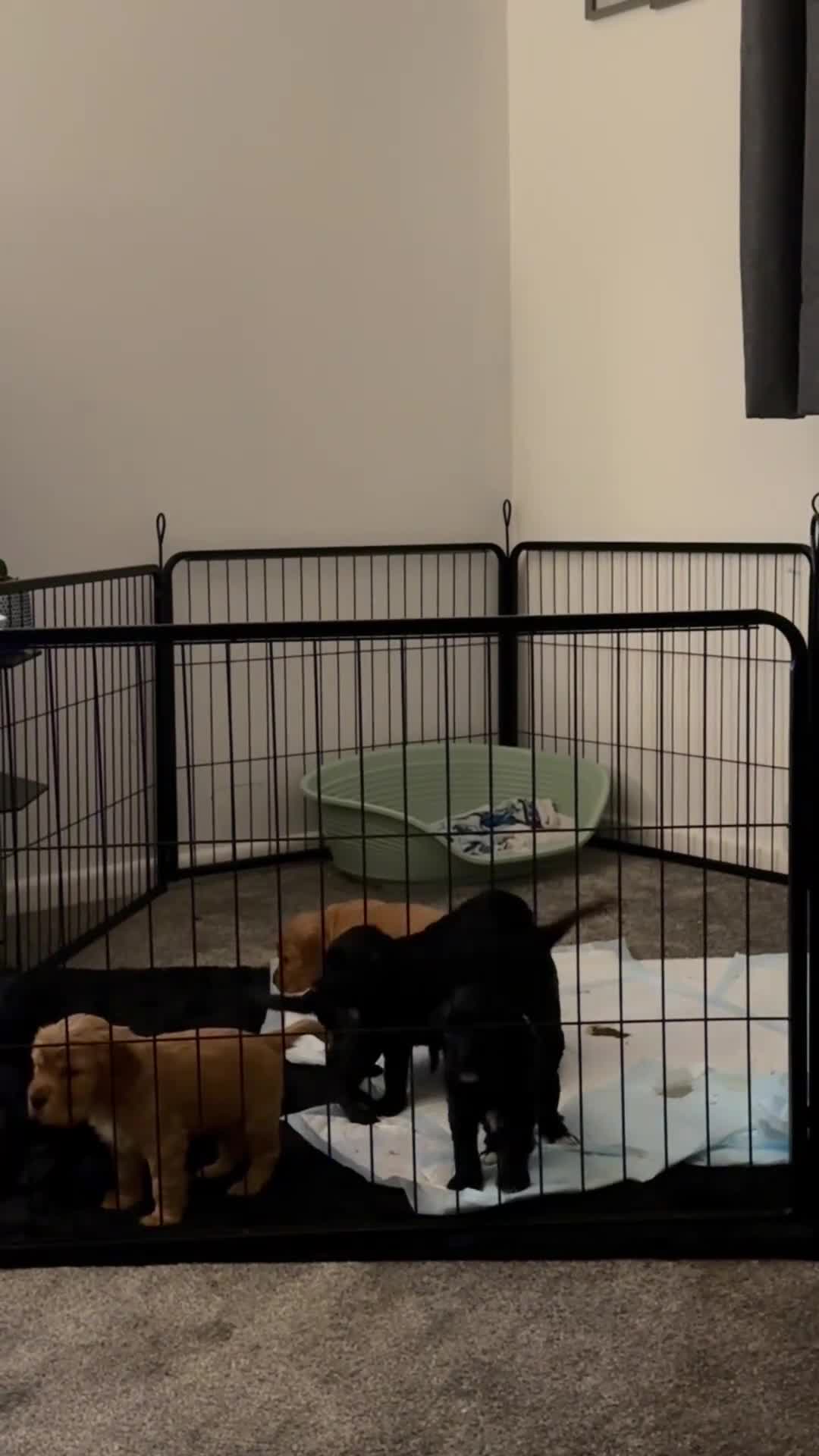 Cocker Spaniel dogs for sale: Litter of cocker spaniels due September  - Video 1