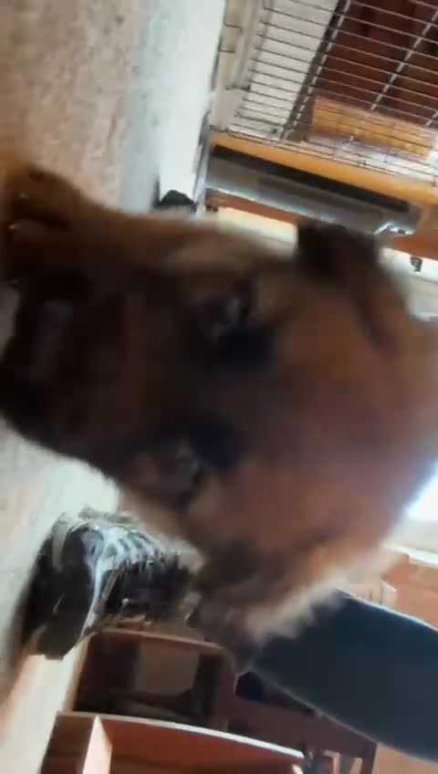 German Shepherd dogs for sale: German sheperd litter of 9 puppies  - Video 3