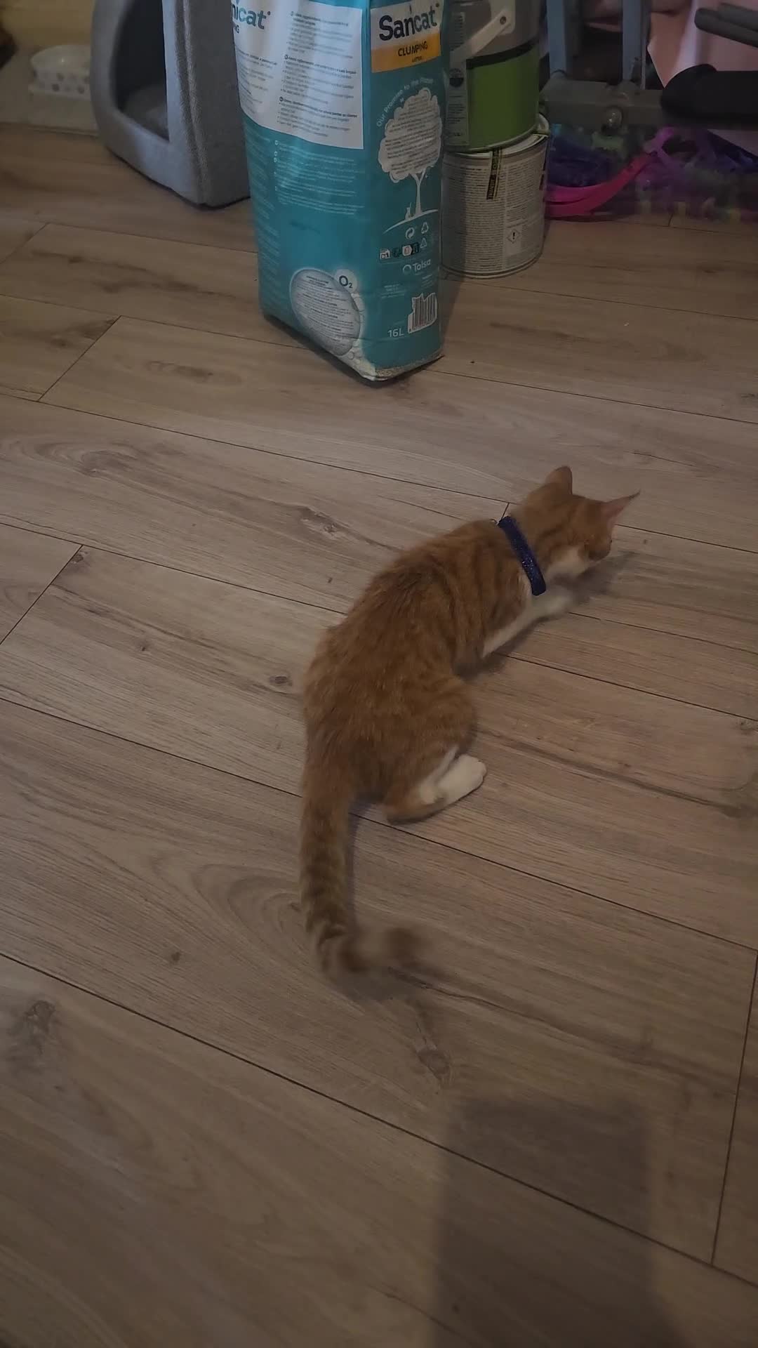 Mixed Breed cats for sale: 3 months old kitty - Video 1
