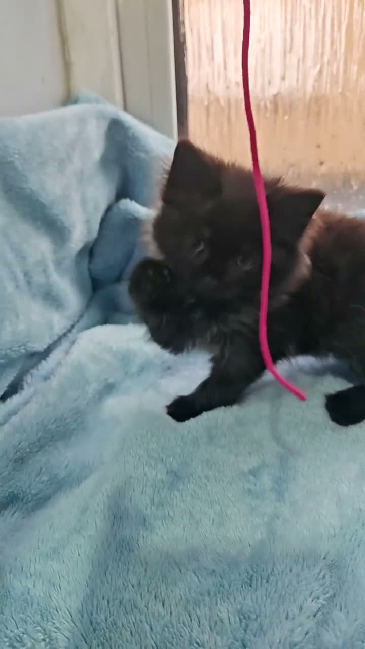 Mixed Breed cats for sale: Beautiful FLUFFY kittens VIDEOS - Video 5