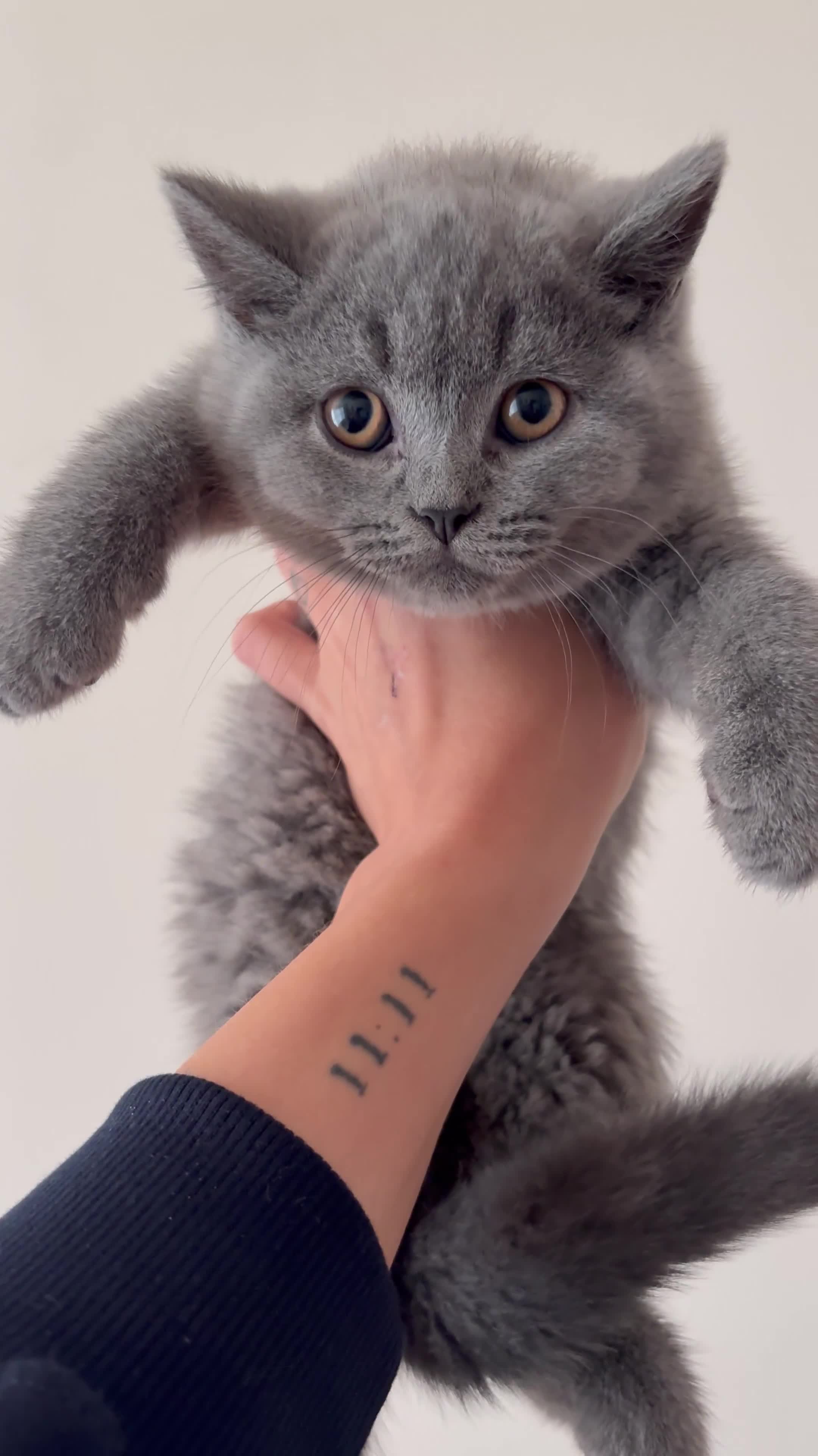 British Shorthair cats for sale: Prudence & pipers babies - Video 1