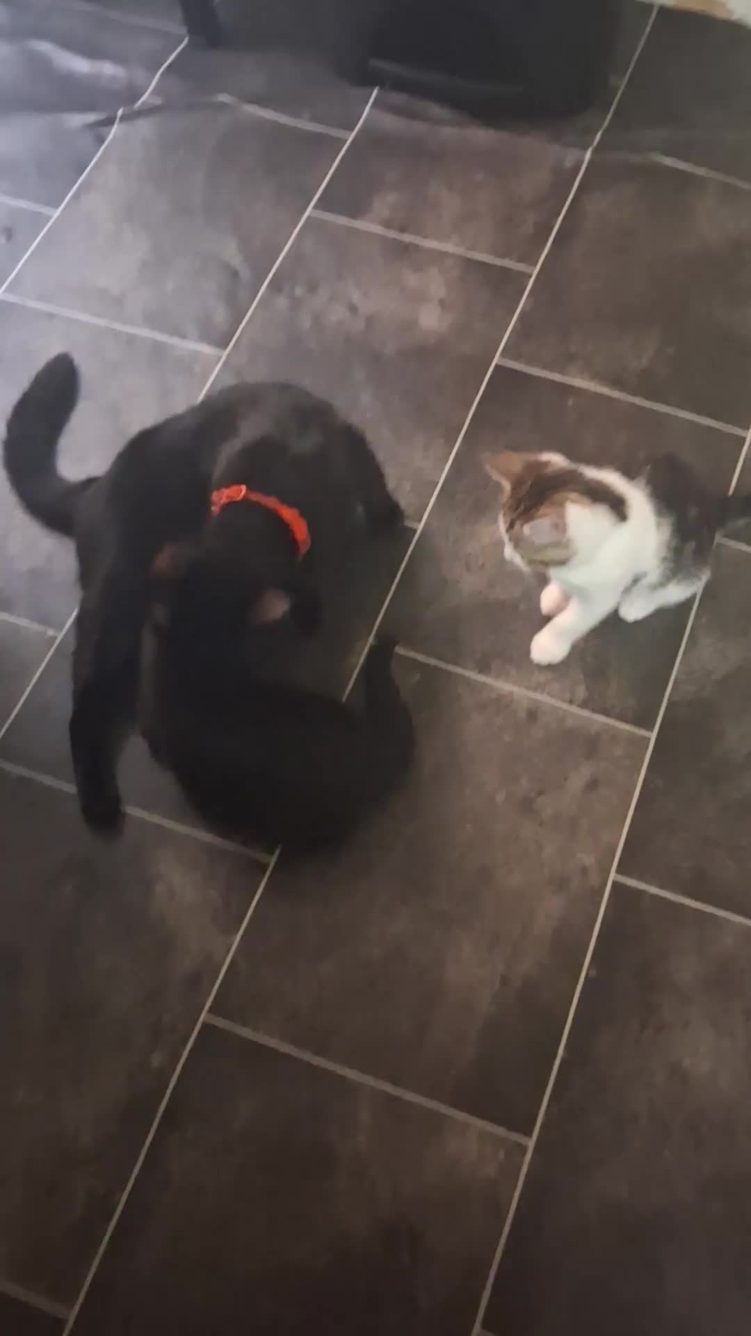 Mixed Breed cats for sale: Kittens ready - Video 2