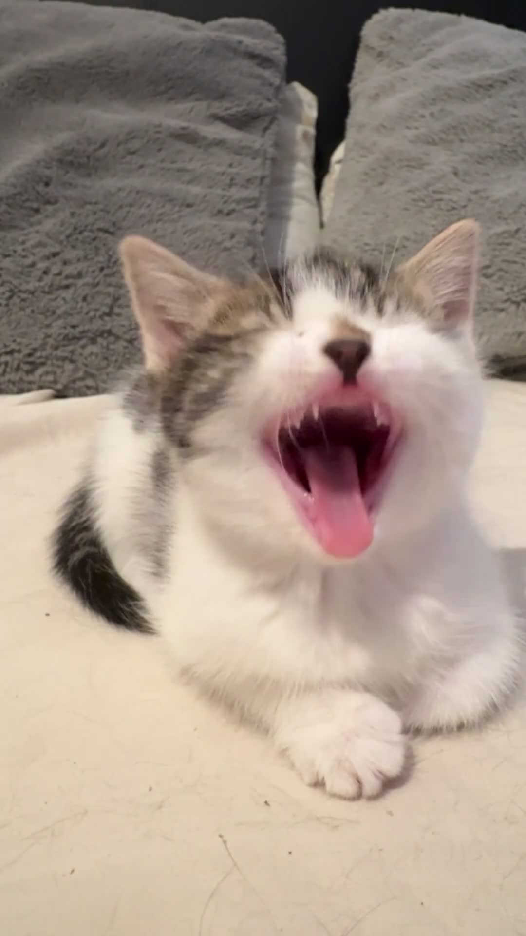 British Longhair cats for sale: British longhair kittens - Video 1