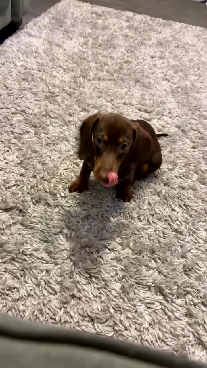 Miniature Dachshund dogs for sale: Miniature dachsund - Video 1