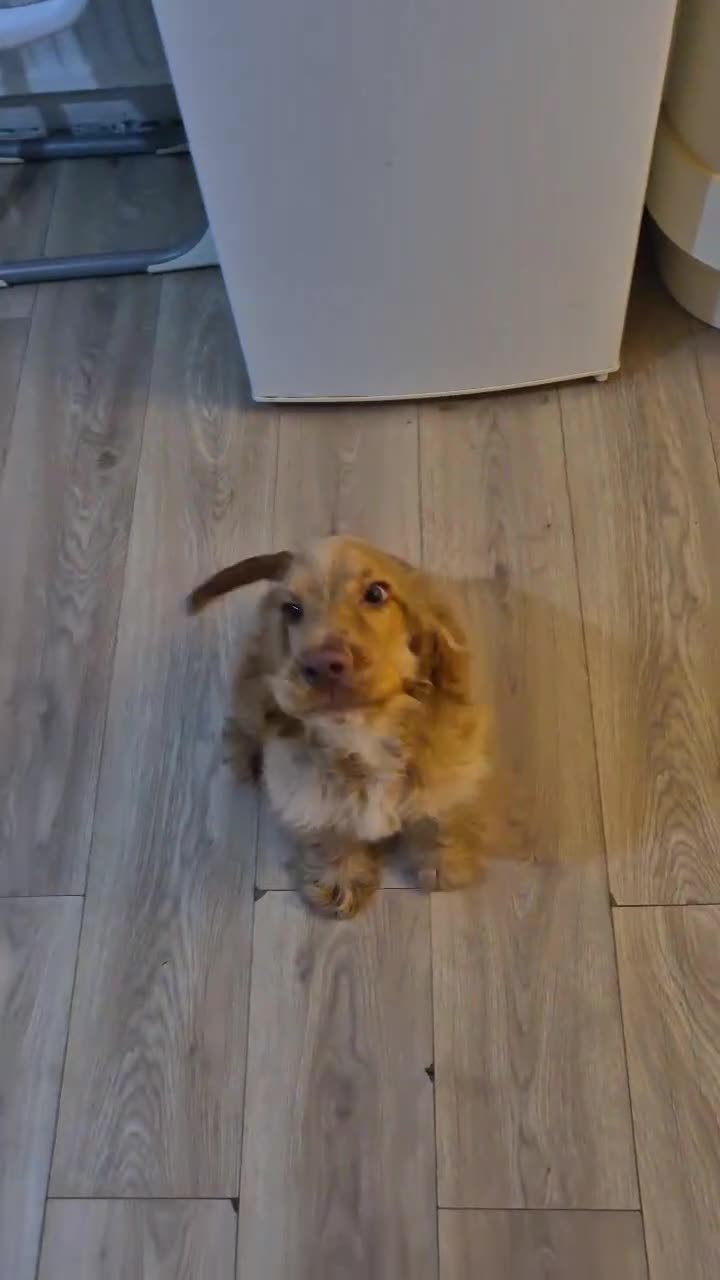 Cocker Spaniel dogs for sale: English cocker spaniel - Video 1