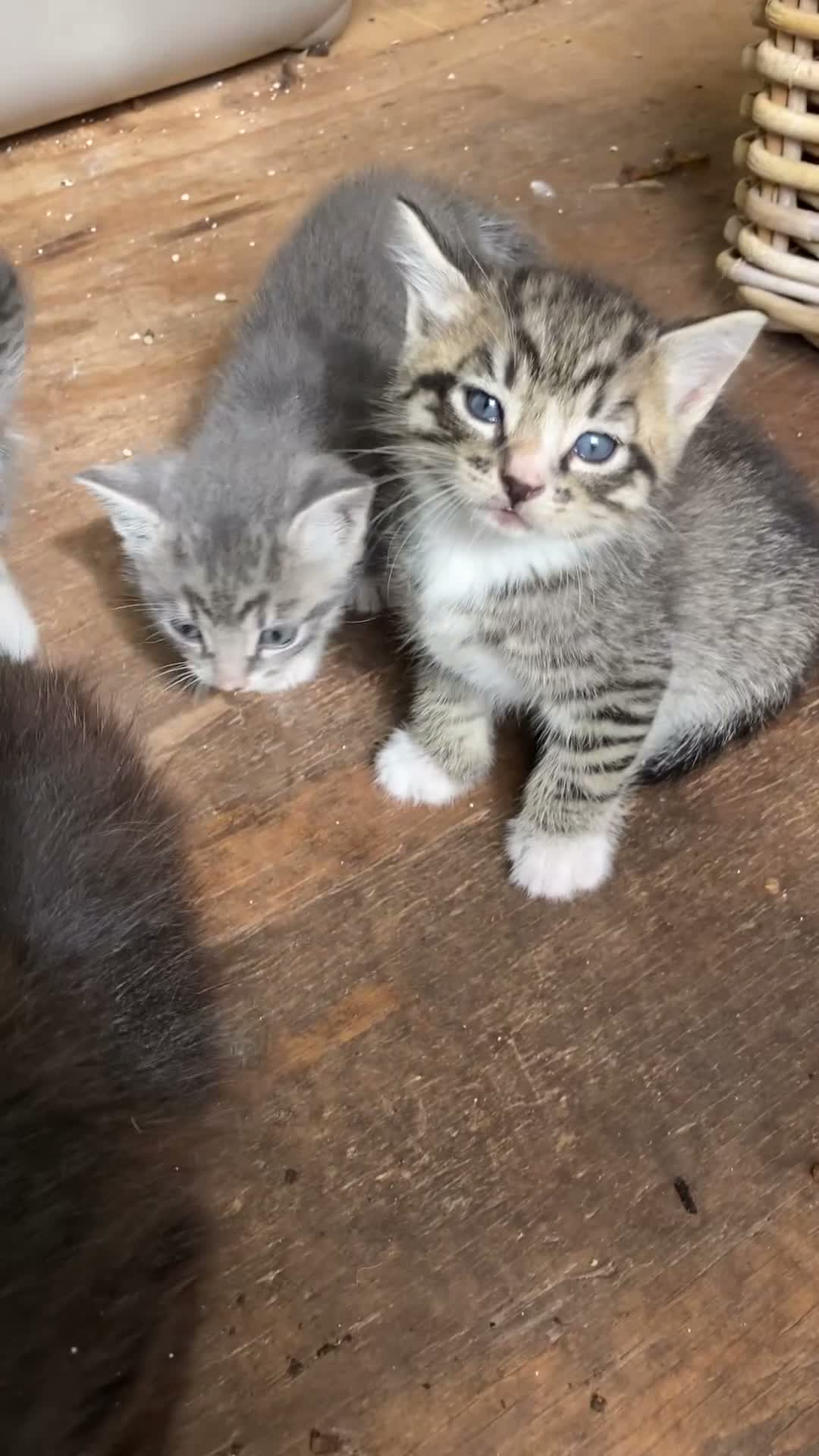Mixed Breed cats for sale: Very pretty family friendly kittens.  - Video 1