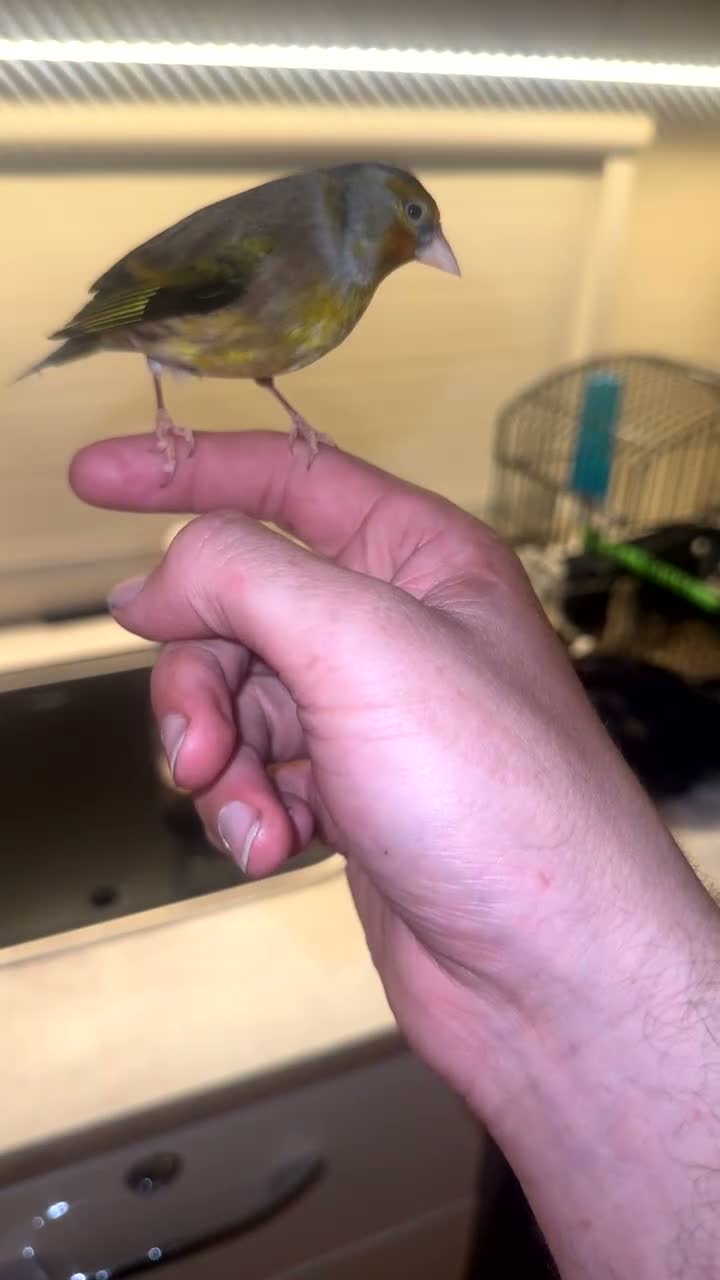 Mixed Breed birds for sale: Tame goldfinch mule  in Leeds - Video 1