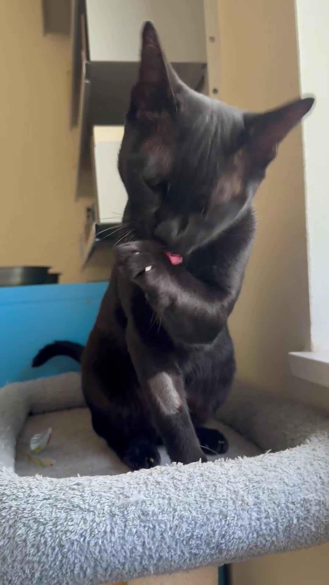 Bombay cats for sale: Affectionate beautiful GCCF reg Bombay femaie - Video 1