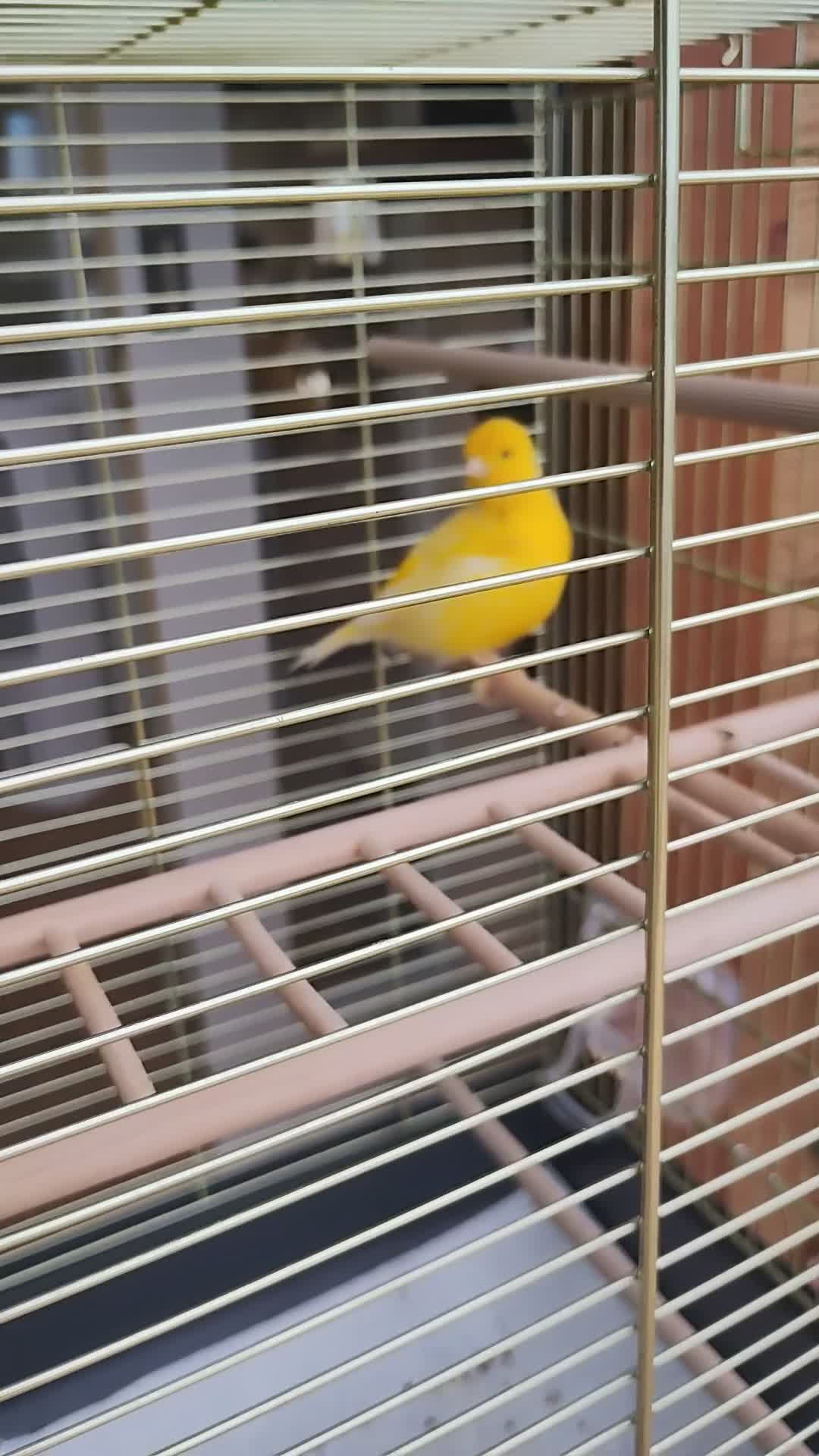 Canaries birds for sale: Canary  - Video 1