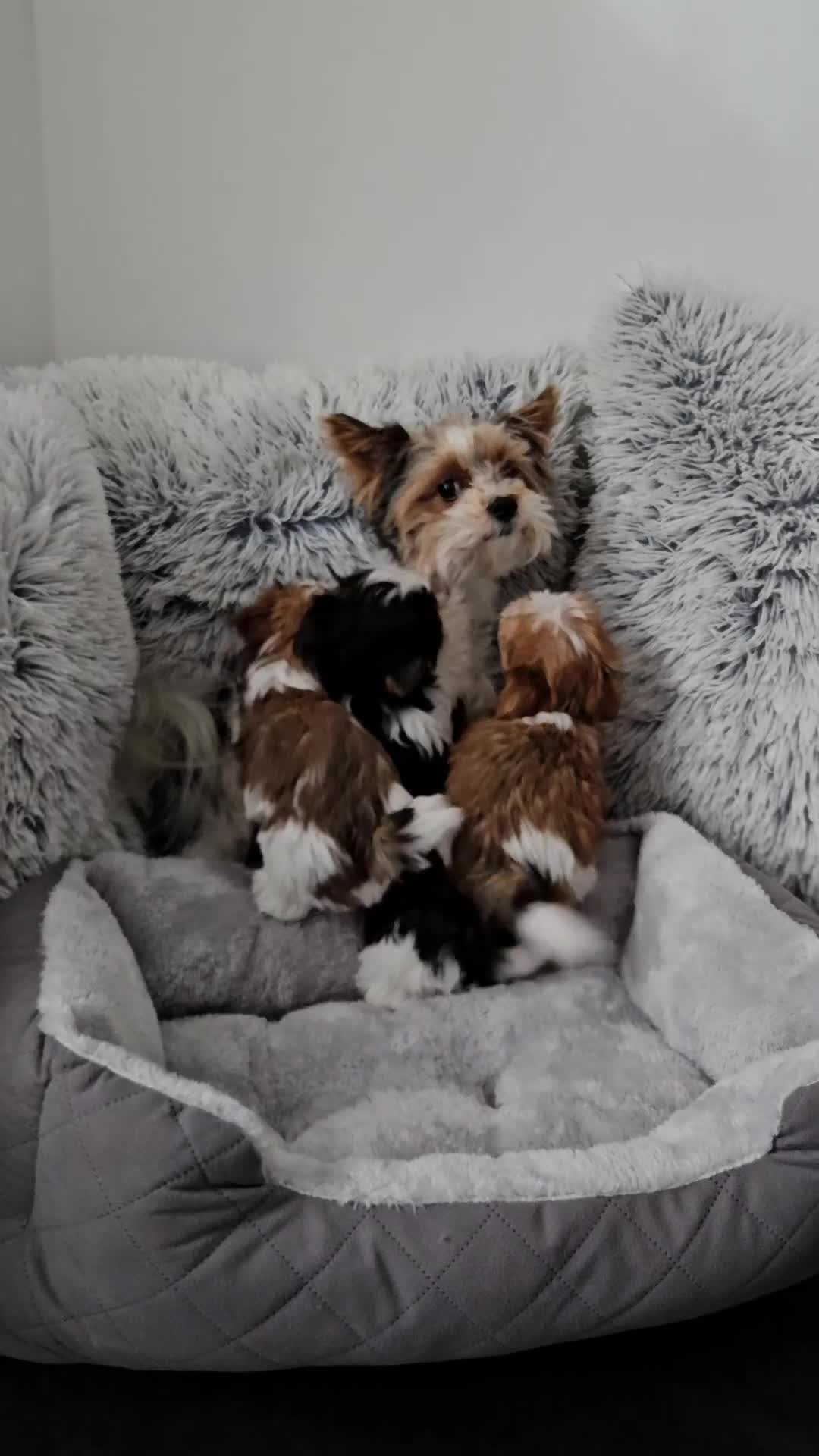 Biewer Terrier dogs for sale: Biewer Yorkshire Terier - Video 2