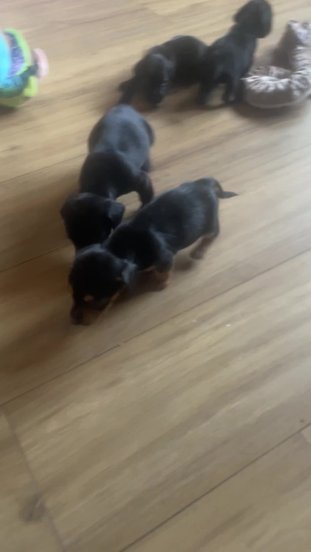 Mixed Breed dogs for sale: Beautiful puppies - Video 1