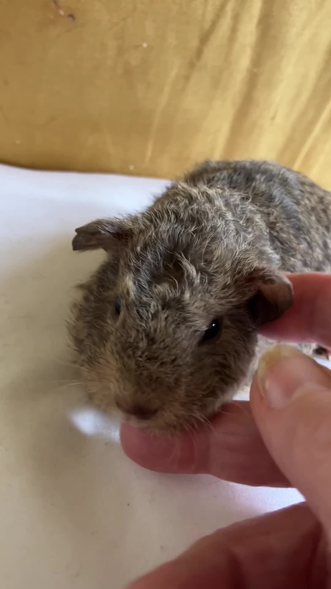 Guinea Pig rodents for sale: Well handled skinny pigs and one teddy boy.  - Video 1