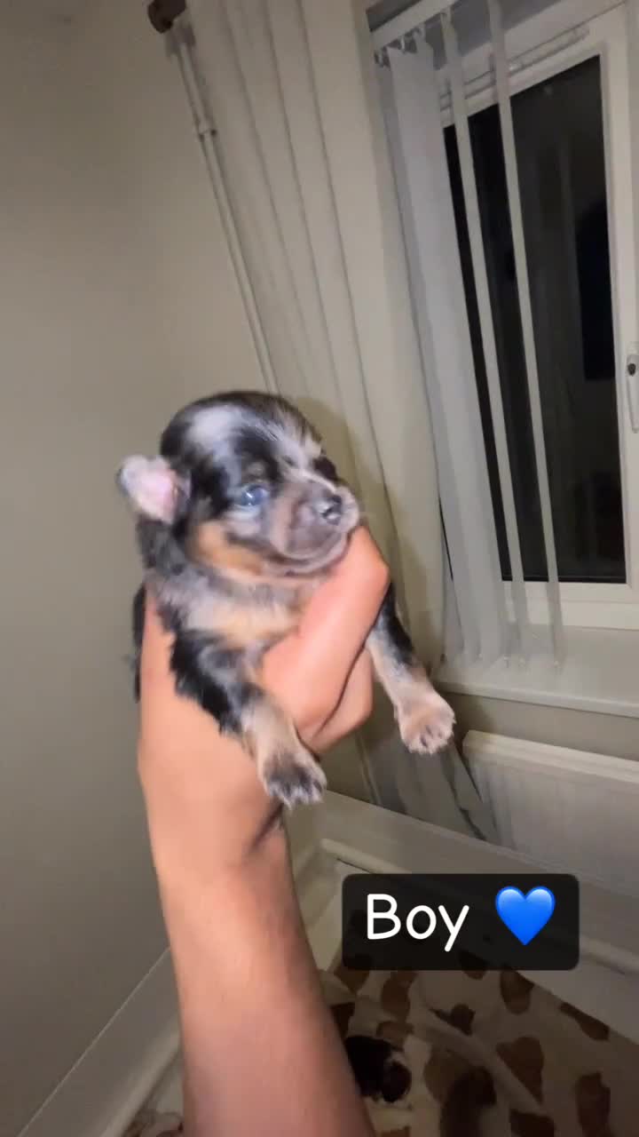 Pomeranian dogs for sale: Pomeranian puppies  - Video 1
