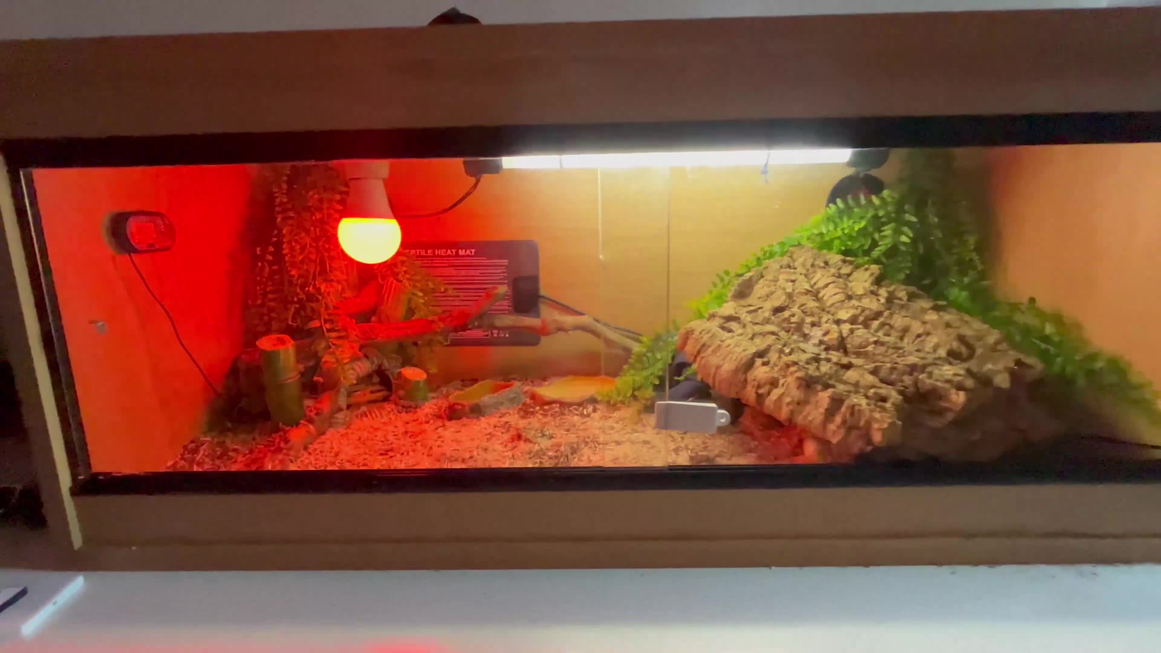 Snake reptiles for sale: 6 month old male ball python - Video 1