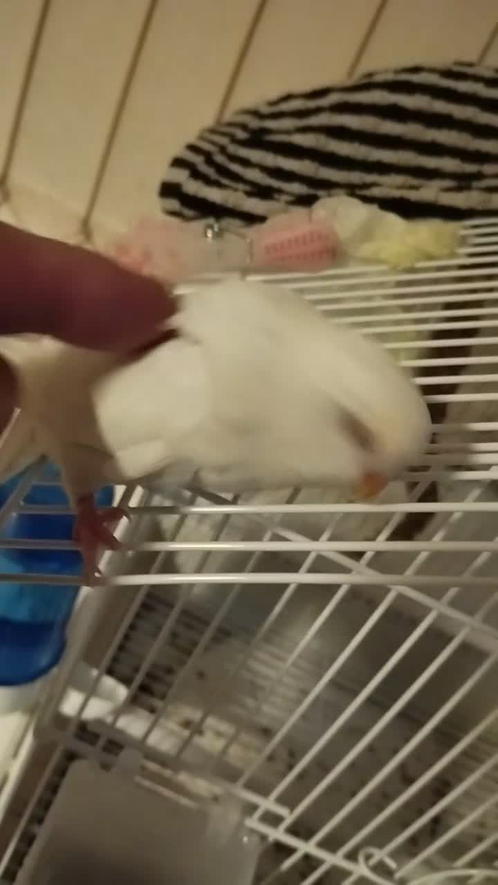 Budgerigars birds for sale: Budgie female for sale very tame Lutino  - Video 2