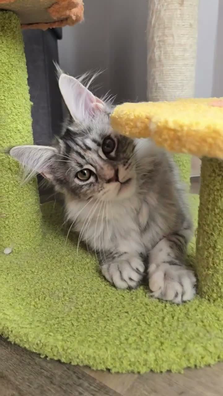 Maine Coon cats for sale: GCCF Registered Maine Coon Kittens Peterborough - Video 3