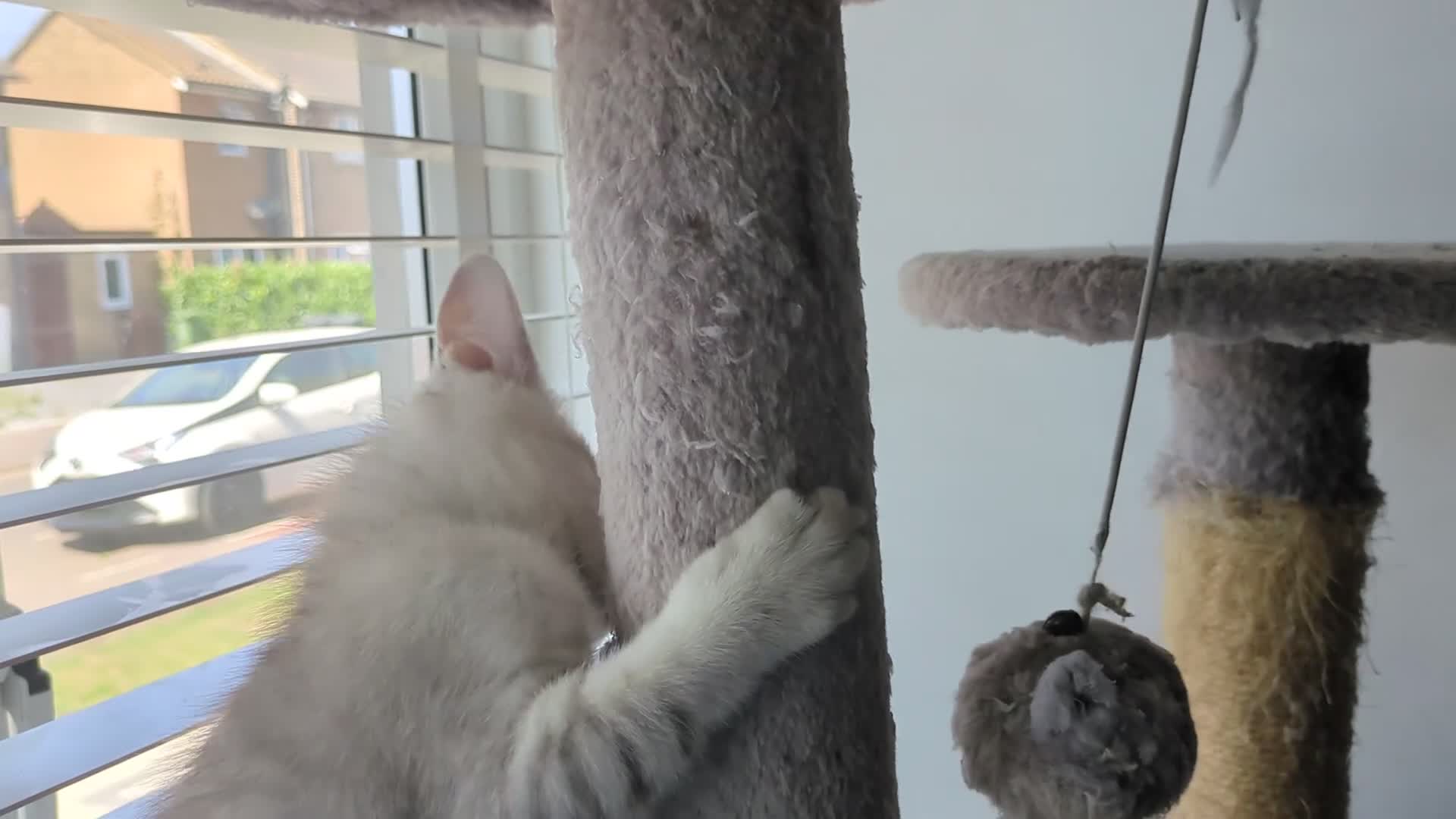 Mixed Breed cats for sale: Stunning British Shorthair cross Ragdoll Girl  - Video 1