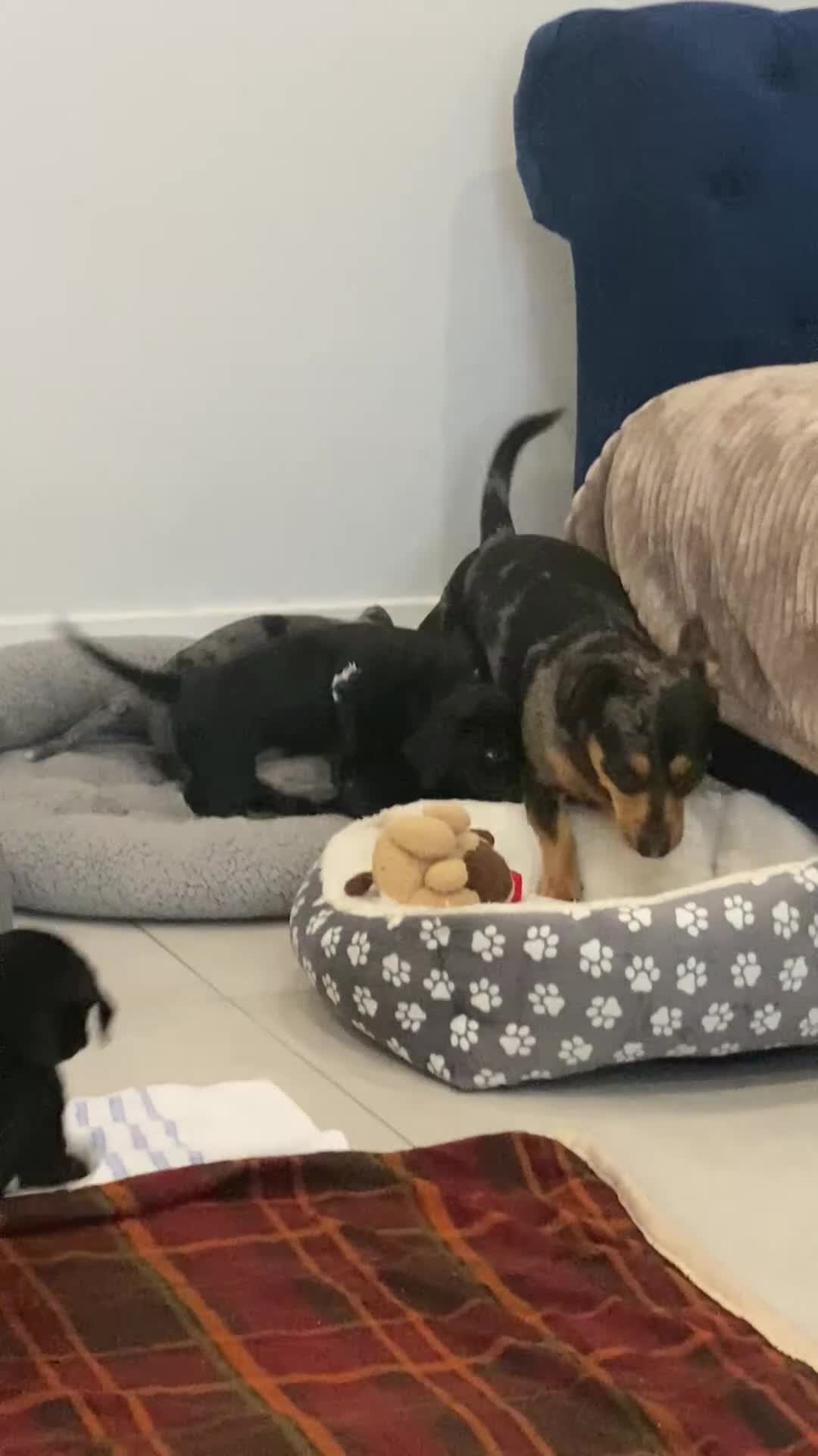 Mixed Breed dogs for sale: Dalmatian X Chiweenie Puppies - Video 1