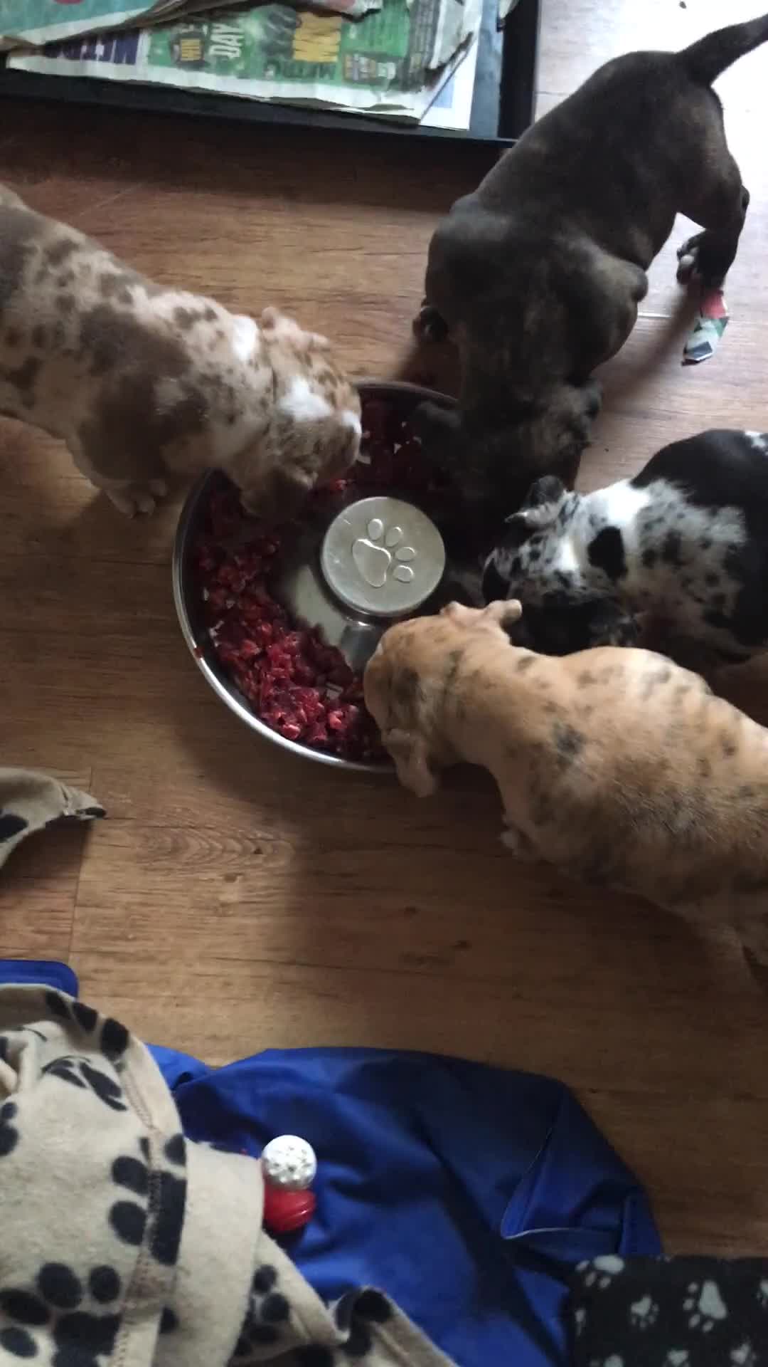 American Bully dogs for sale: Micro Merle bullys - Video 1