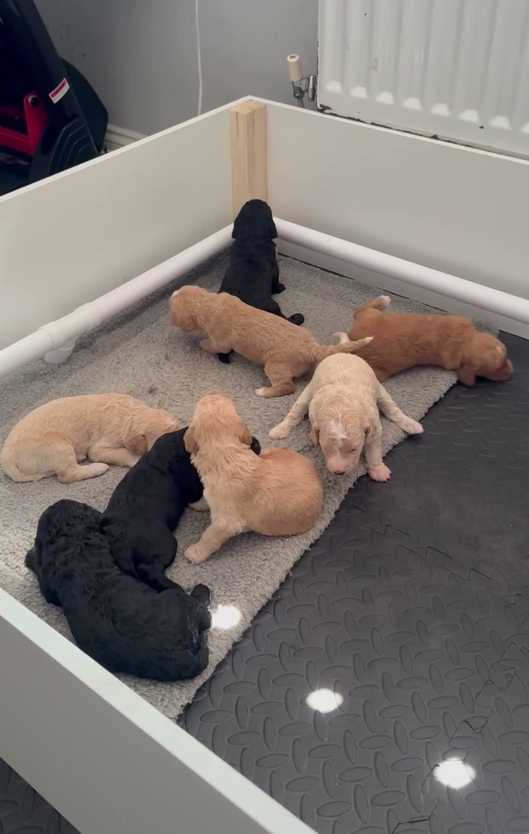 Goldendoodle dogs for sale: Goldendoodle puppies ready to leave ( 1 girl left) - Video 4