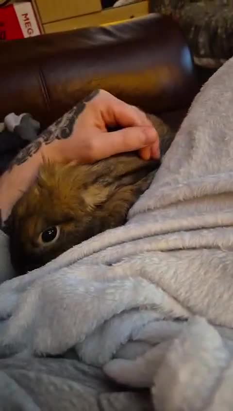 Mini Lop rabbits for sale: Mini Lop light brown. in Oldham - Video 1