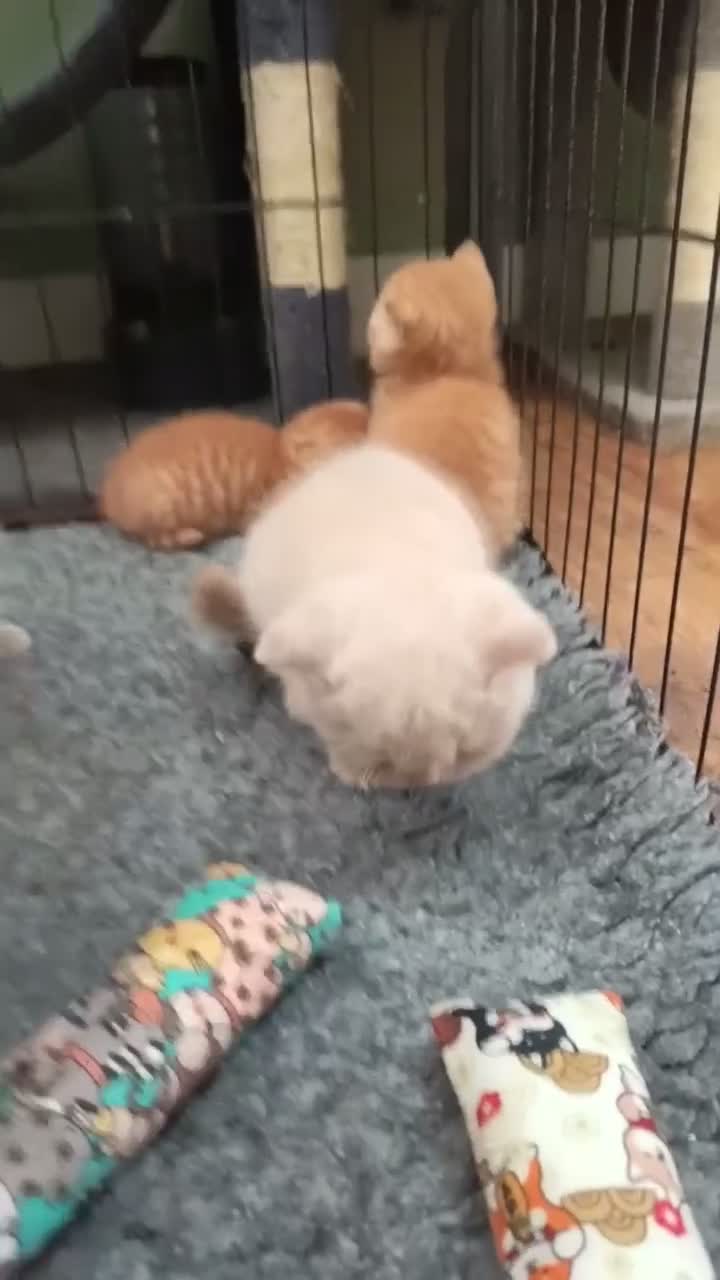 British Shorthair cats for sale: *TICA Cream&Ginger Kittens*Health Tested Parents* - Video 1