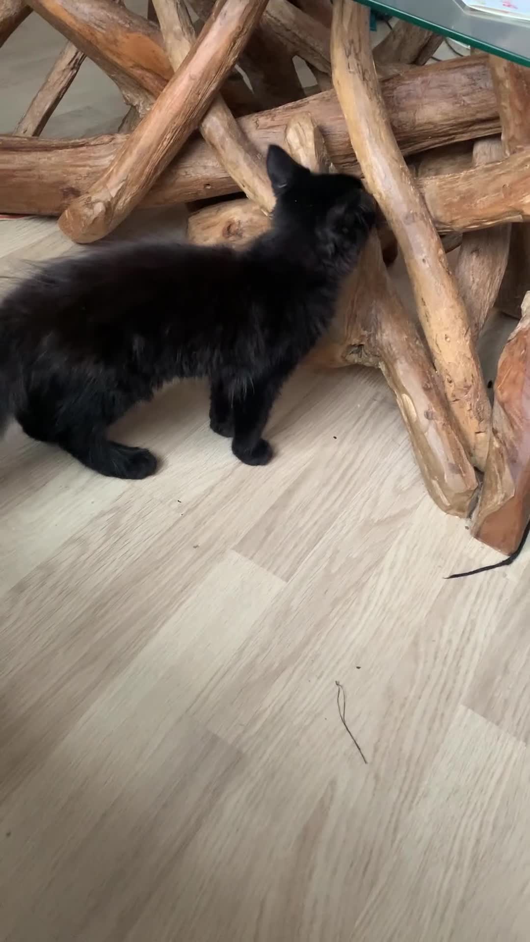 Maine Coon cats for sale: Maine coon boy  - Video 1