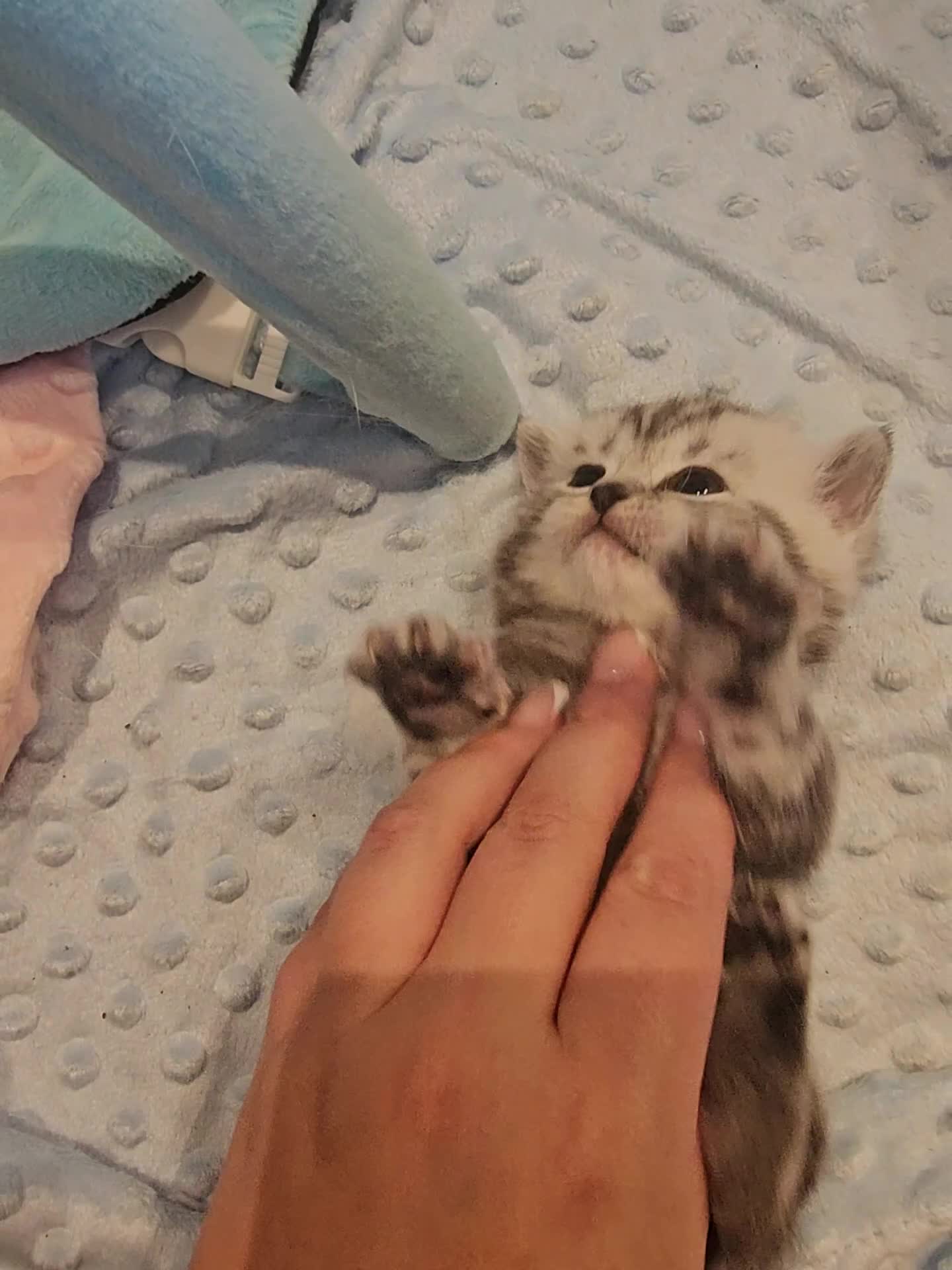 British Shorthair cats for sale: BEAUTUFUL LILAC SILVER TABBY BOY 💙🐈 - Video 1