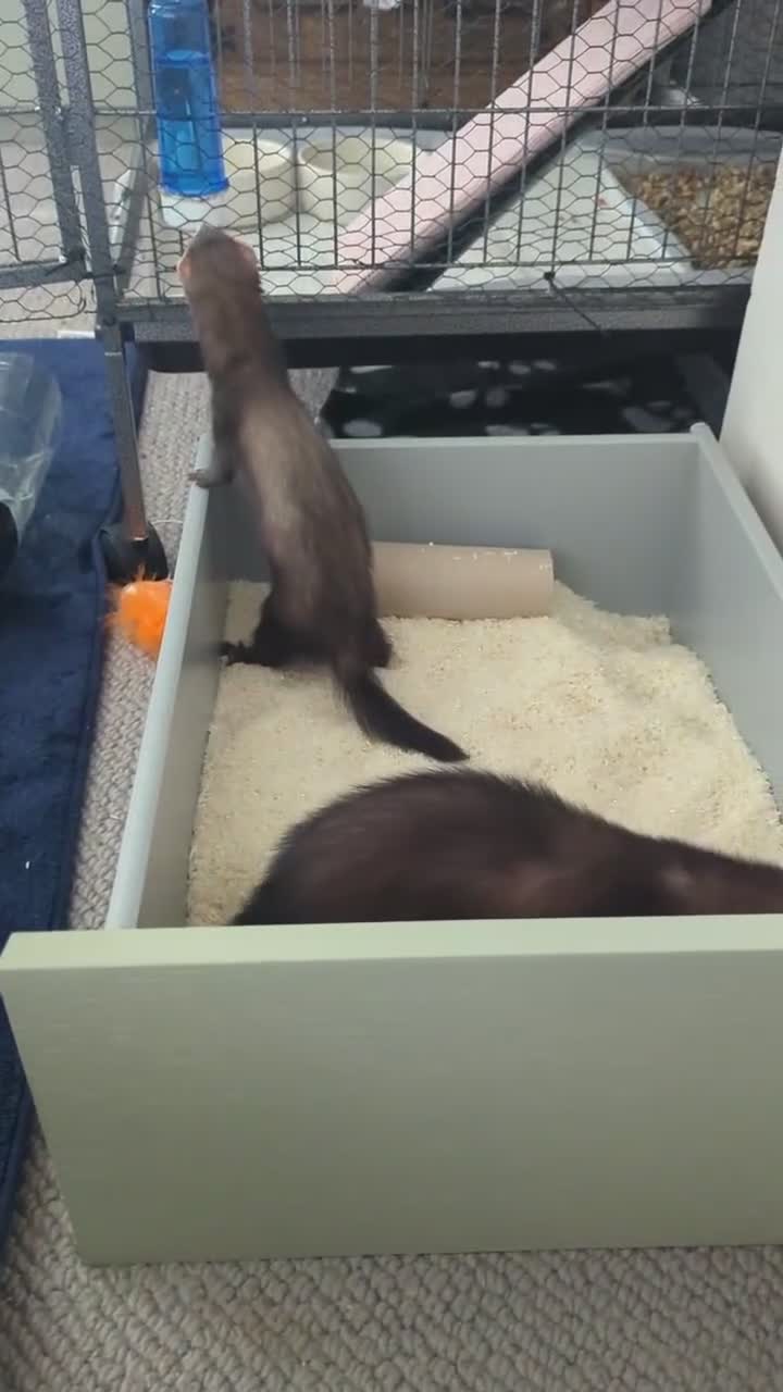 Ferret rodents for sale: 2 ferrets and full set up for sale. - Video 2