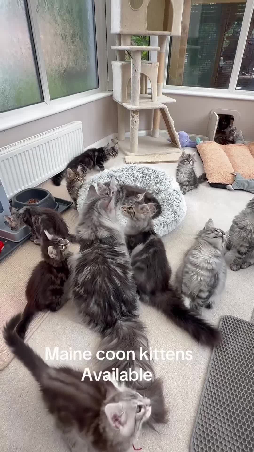Maine Coon cats for sale: WE MAY SELL ACTIVE Top quality Maine coon kittens - Video 3