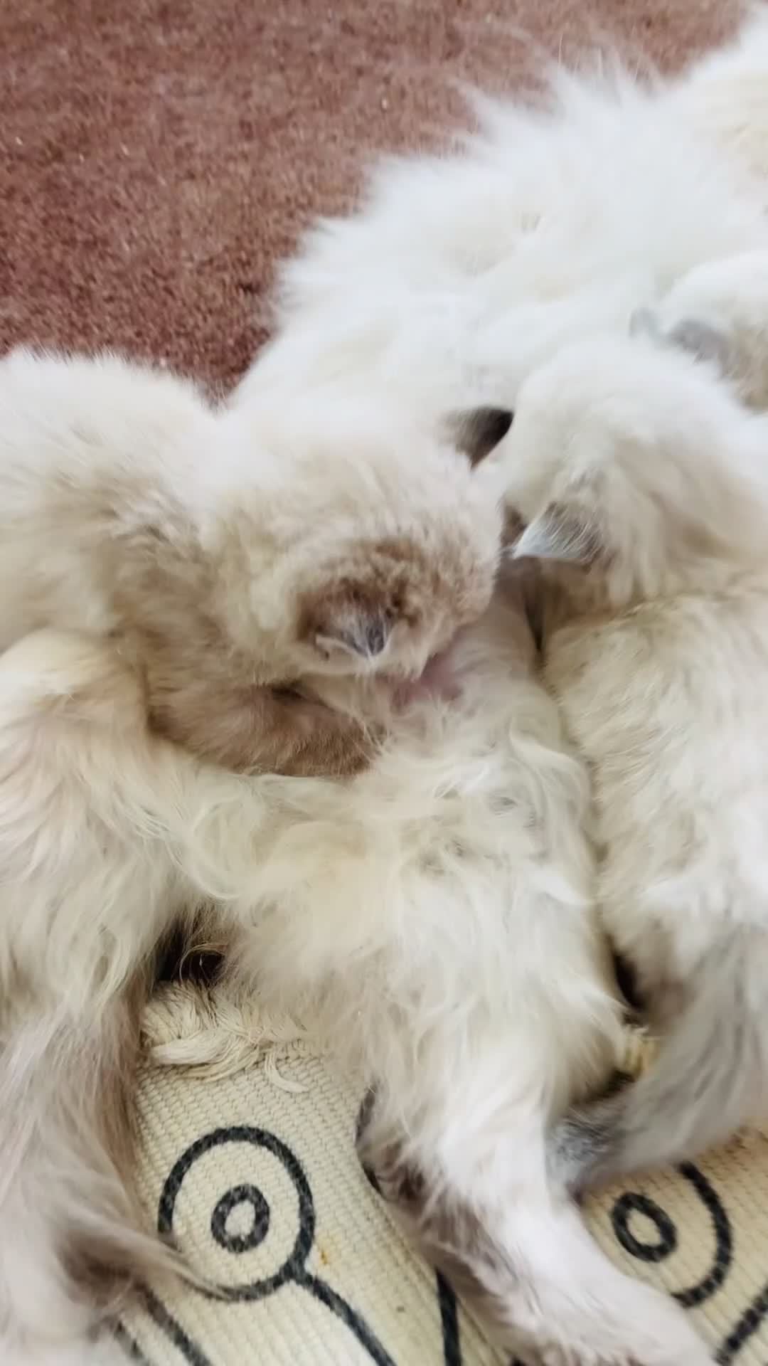 Ragdoll cats for sale: Gorgeous, affectionate kittens full of personality - Video 1