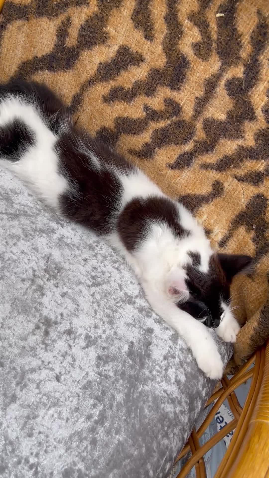 Mixed Breed cats for sale: Boy Kitty  - Video 1