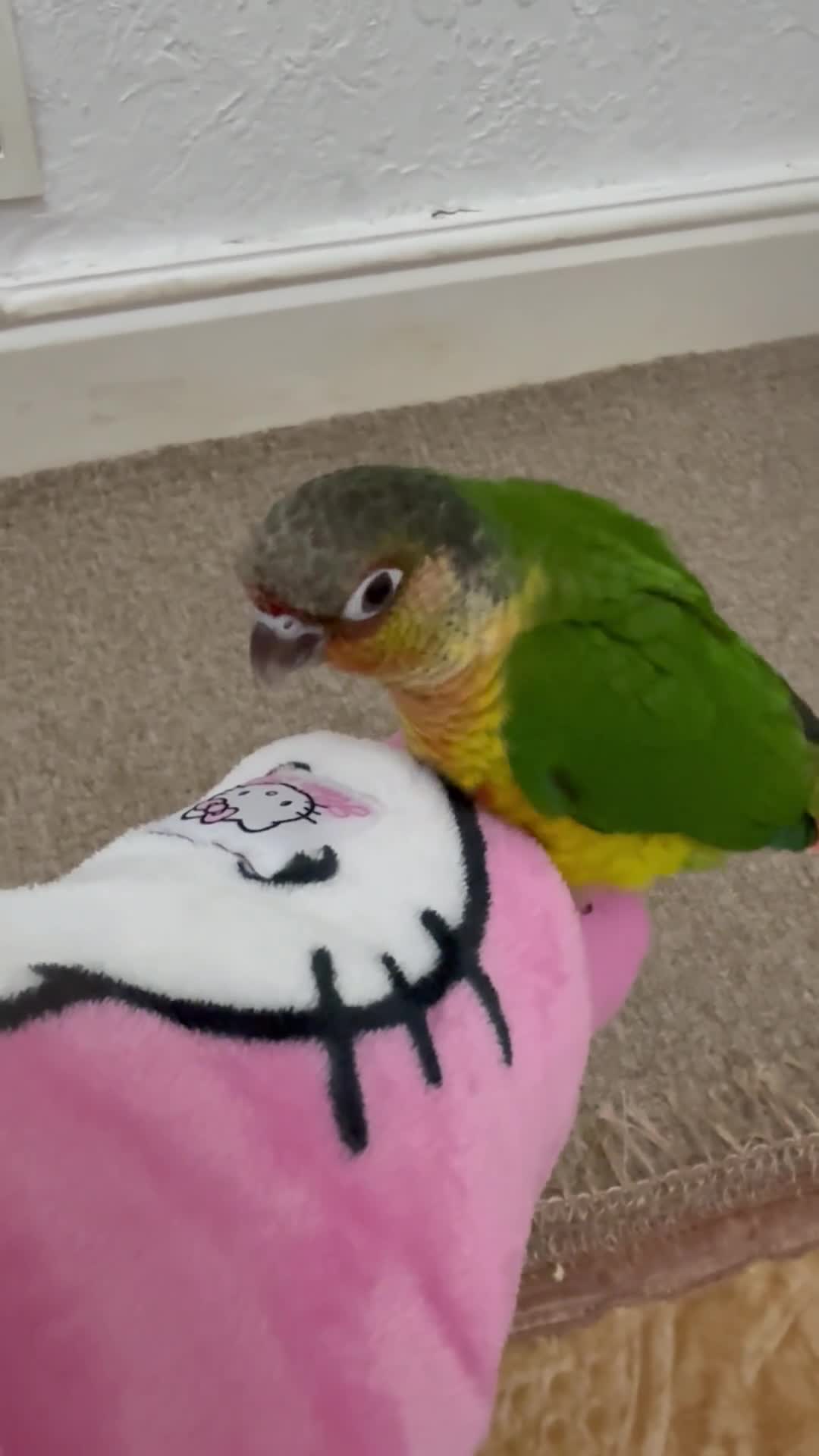 Conures birds for sale: 9 weeks old hand reared and super tamed baby  - Video 2