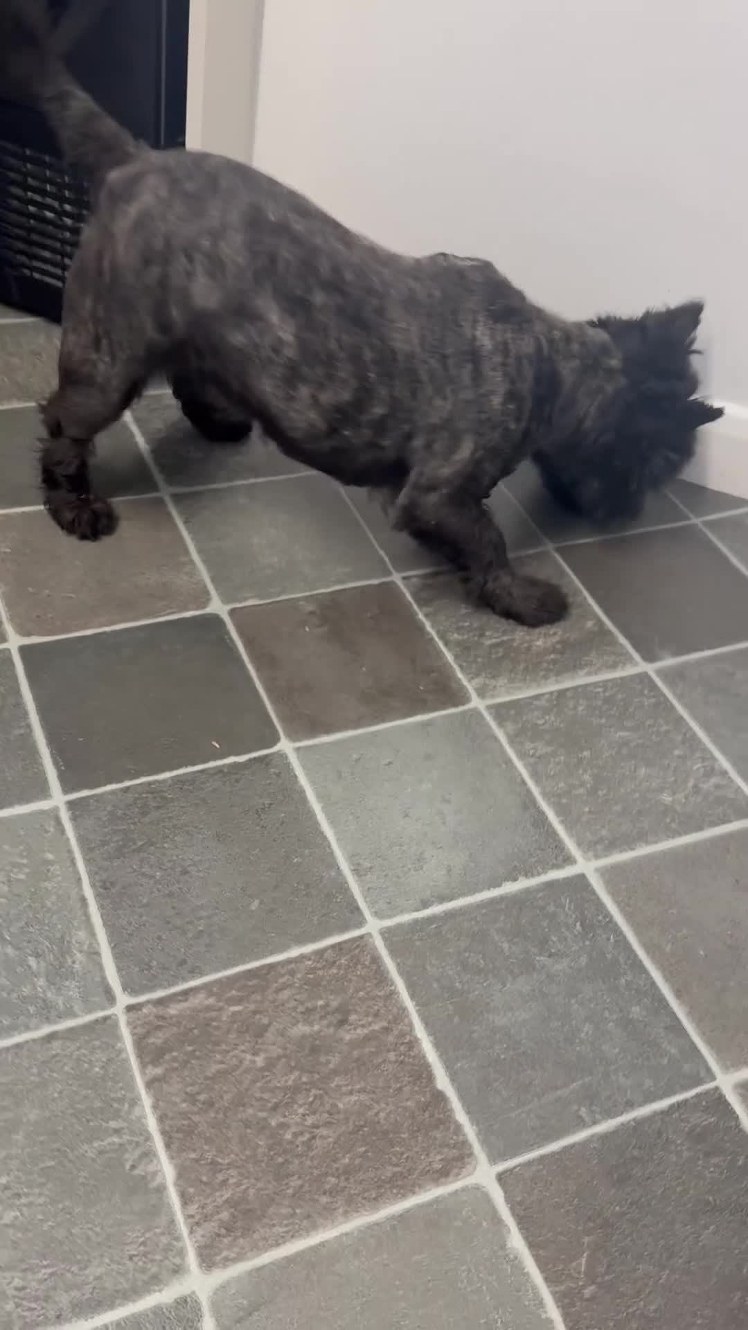 Scottish Terrier dogs for sale: Scottish Terri kc registered bitch - Video 1