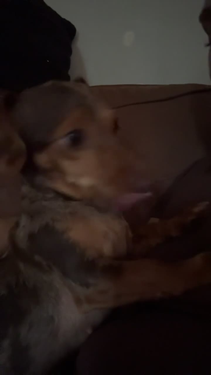 Dachshund dogs for sale: Female dachound   - Video 1