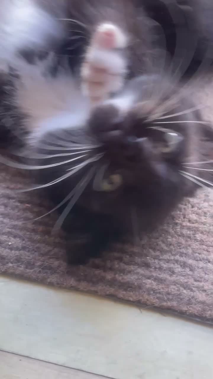 Mixed Breed cats for sale: 1 Beautiful Black & White Female Kitten Left  - Video 4