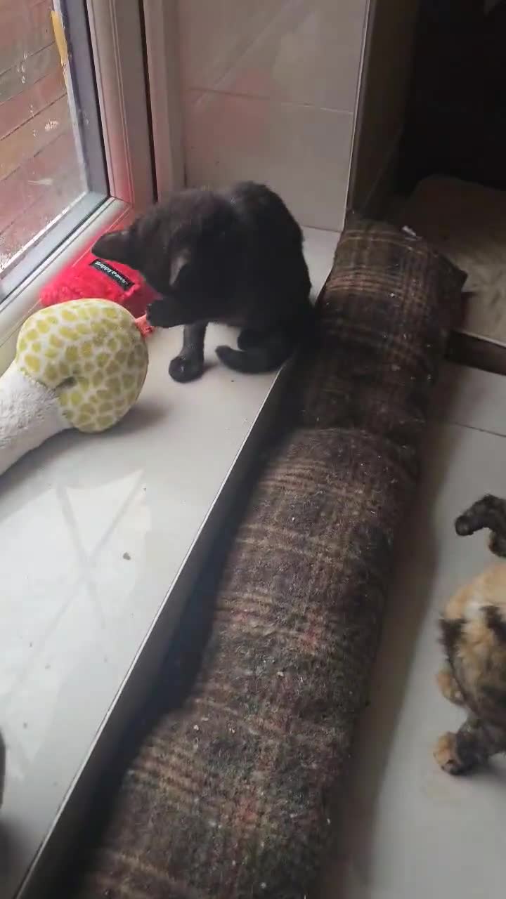 British Shorthair cats for sale: Stunning British Shorthair Kittens Ready Now! - Video 2