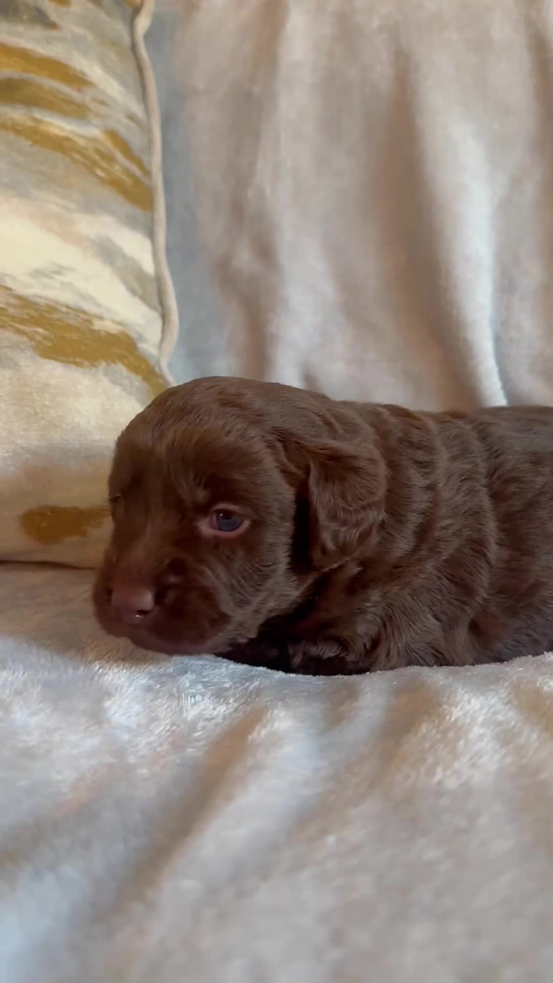 Labradoodle dogs for sale: The best selection of chocolates 😍 - Video 3