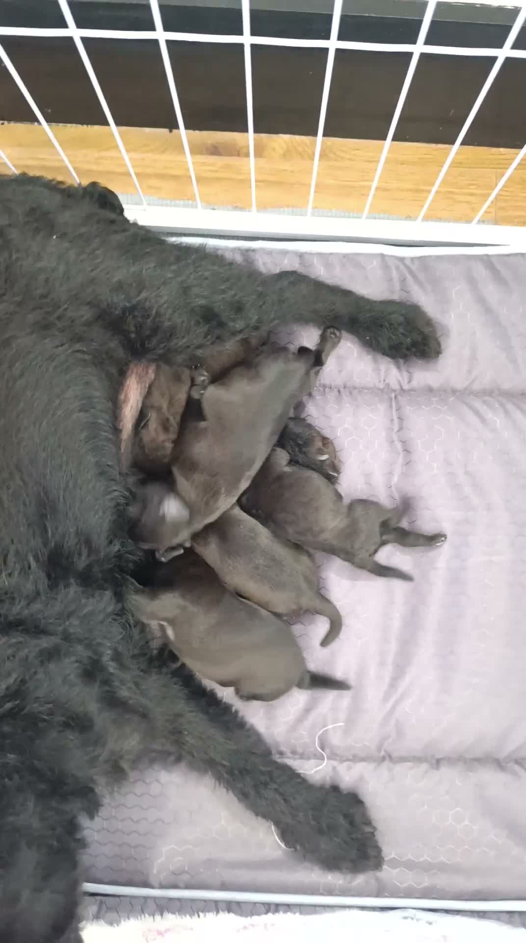Patterdale Terrier dogs for sale: 3 stunning patterdales ready for new homes - Video 1