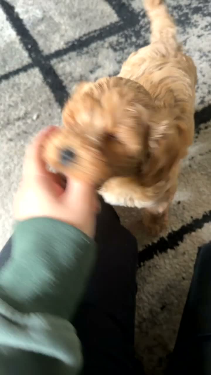 Cockapoo dogs for sale: One boy left, Ready To Leave F1b Cockapoo puppies - Video 2