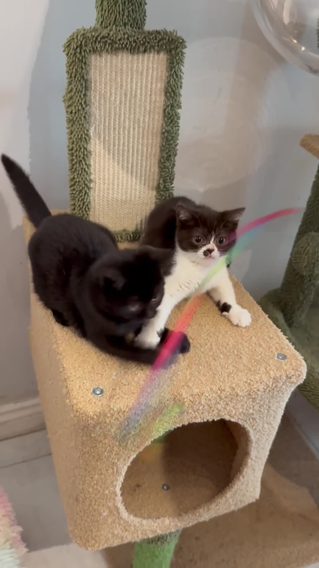 British Shorthair cats for sale: Top quality GCCF reg BSH grand champion lines - Video 4