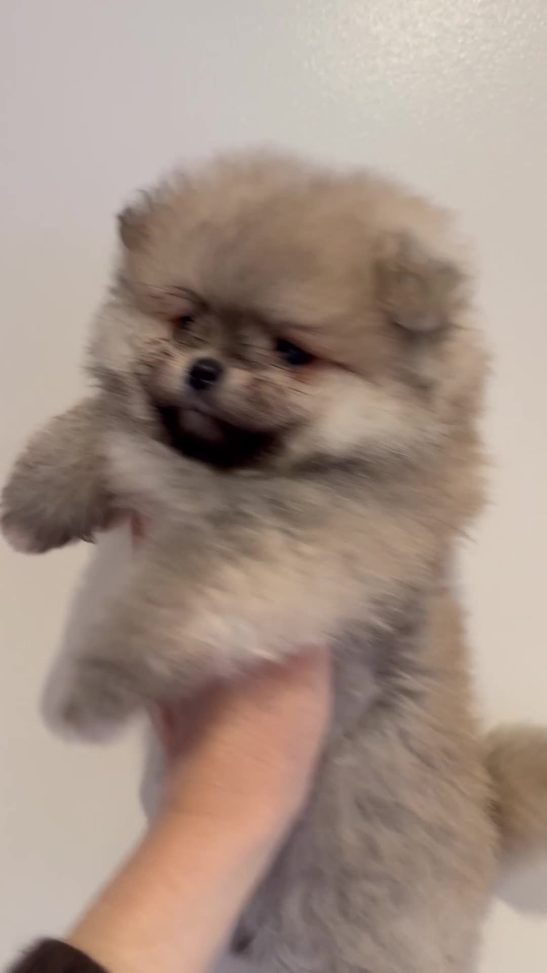 Pomeranian dogs for sale: Outstanding Pomeranian puppies  - Video 3