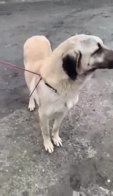 Mixed Breed dogs for adoption: 🧡 Phoenix – A Gentle Soul Waiting to Belong❤️‍🩹 in Hengoed - Video 1
